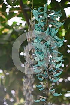 Jade vine Strongylodon macrobotrys turquoise flowers photo